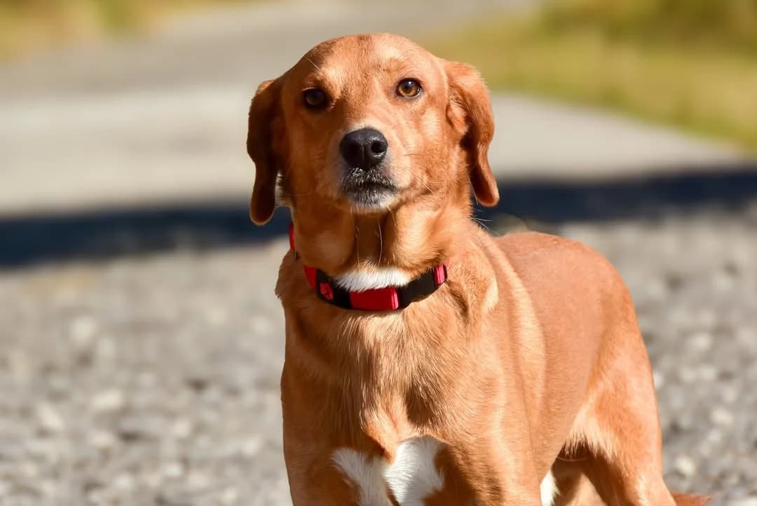 Karamel, male Mixed Breed for adoption at ÚVP Košice