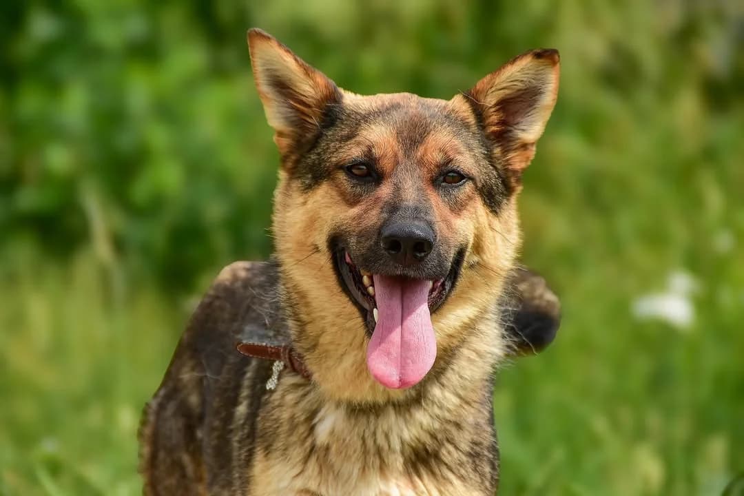 Kubko, male Mixed Breed for adoption at ÚVP Košice