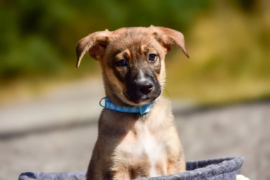 Laron, male Mixed Breed for adoption at ÚVP Košice