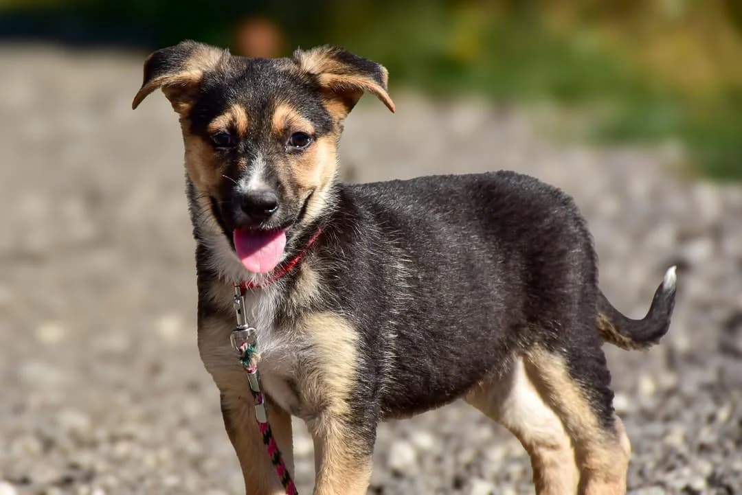 Leony, female Mixed Breed for adoption at ÚVP Košice