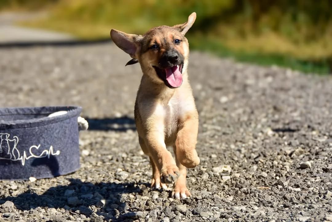 Lety, female Mixed Breed for adoption at ÚVP Košice