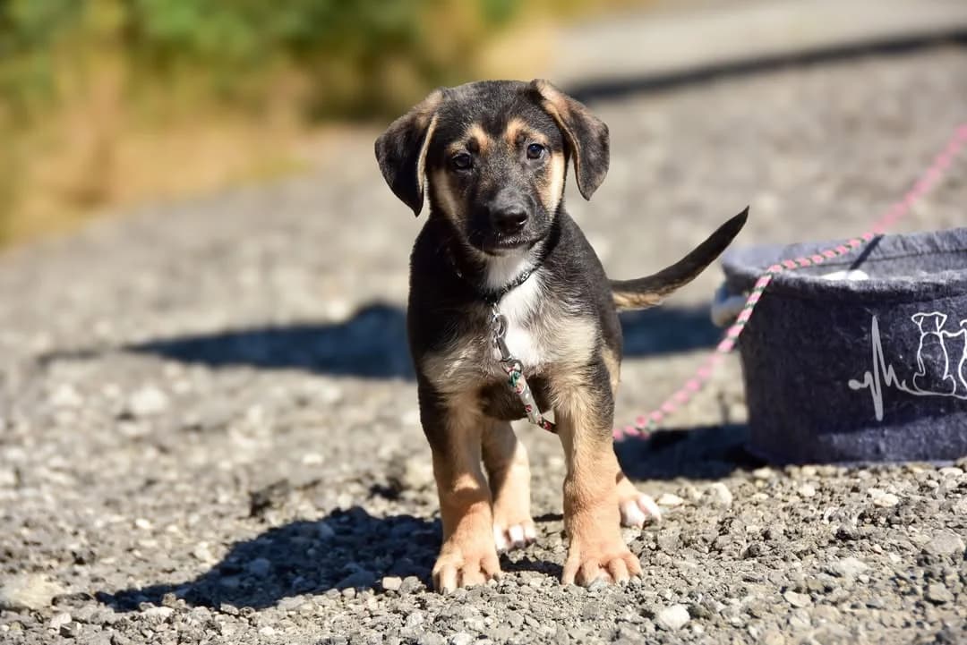 Lionel, male Mixed Breed for adoption at ÚVP Košice