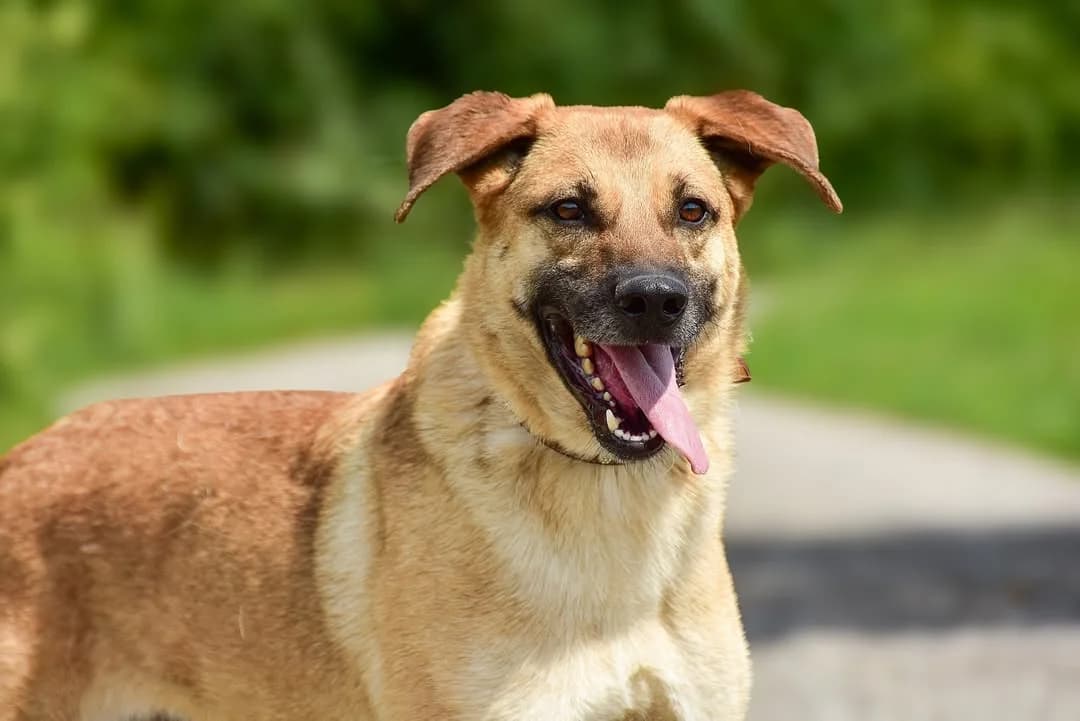 Loky, male Mixed Breed for adoption at ÚVP Košice