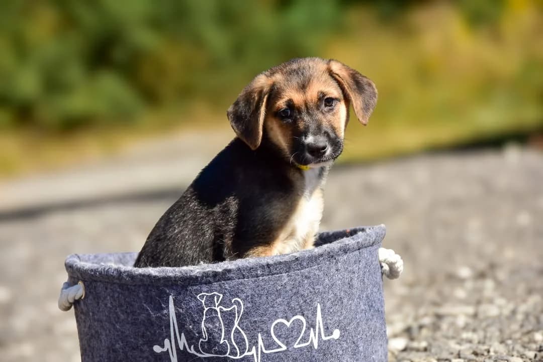 Lorie, female Mixed Breed for adoption at ÚVP Košice
