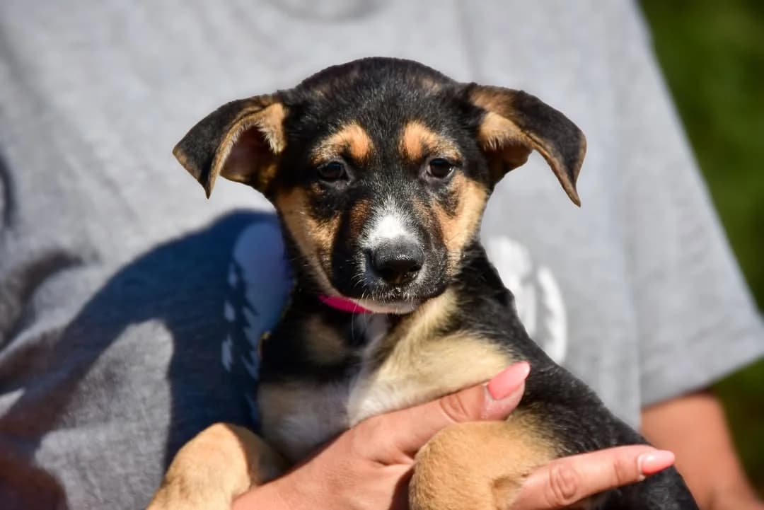 Lussy, female Mixed Breed for adoption at ÚVP Košice