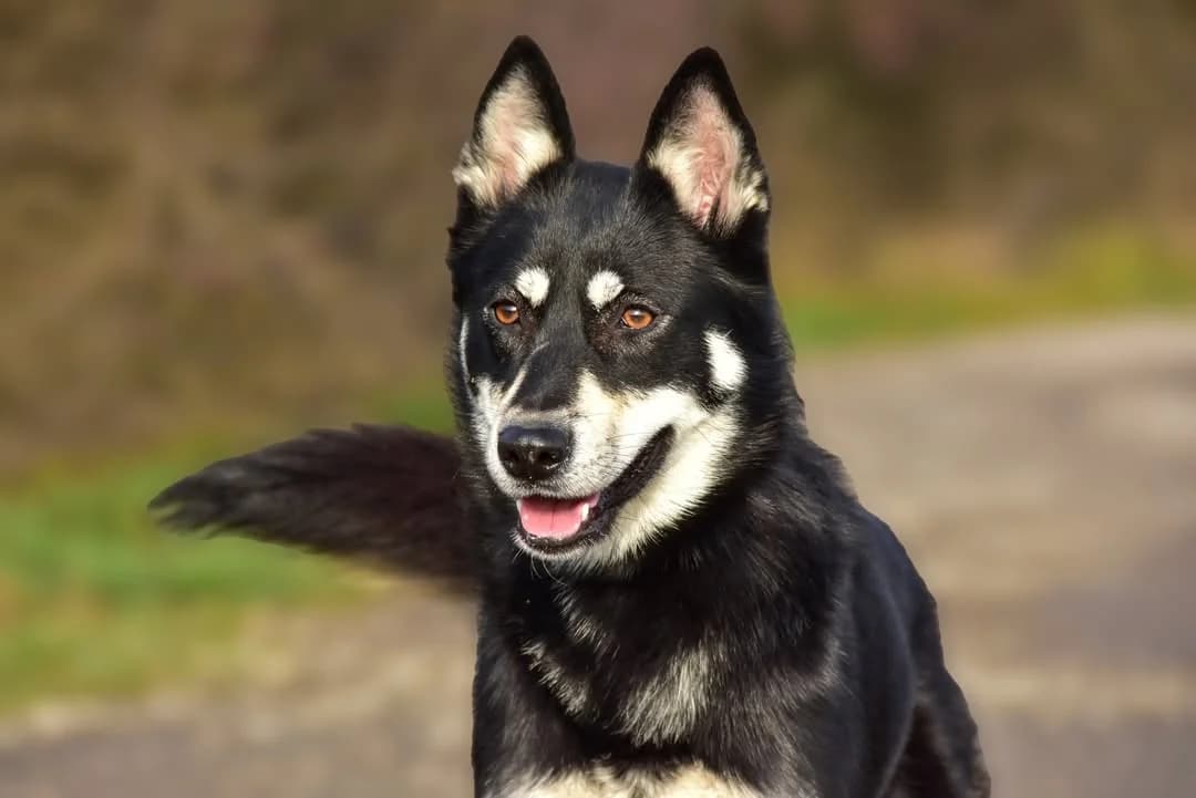 Misty, female Mixed Breed for adoption at ÚVP Košice