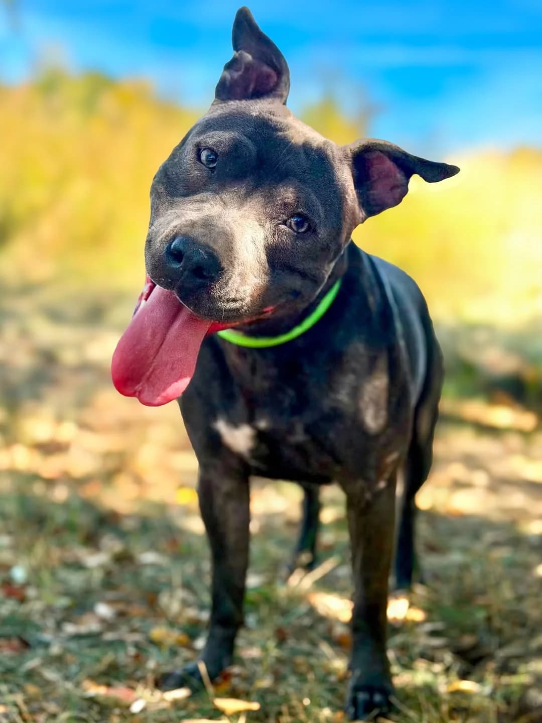 Nela, female Mixed Breed for adoption at ÚVP Košice