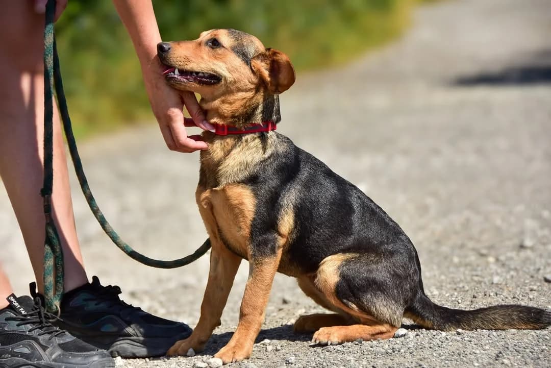 Nesie, female Mixed Breed for adoption at ÚVP Košice