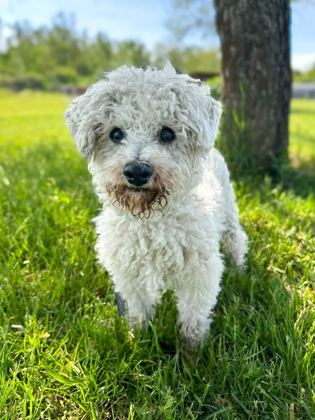 Rafy, male senior Mixed Breed for adoption at ÚVP Košice