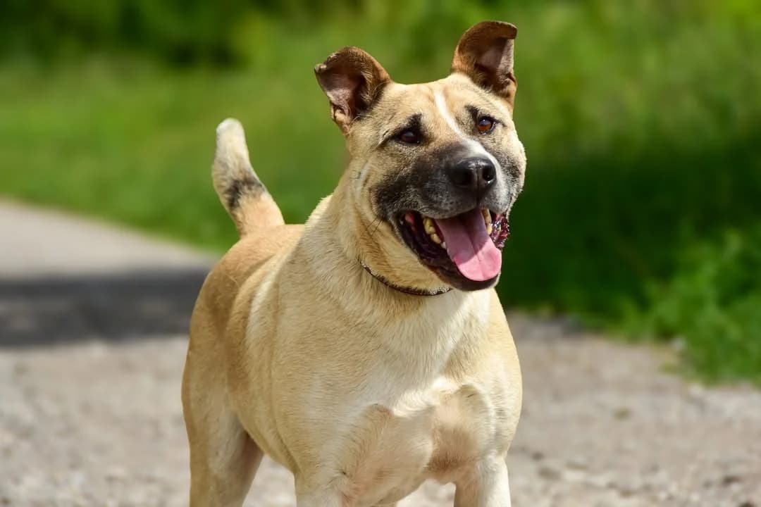 Roko, male 5yo Mixed Breed for adoption at ÚVP Košice