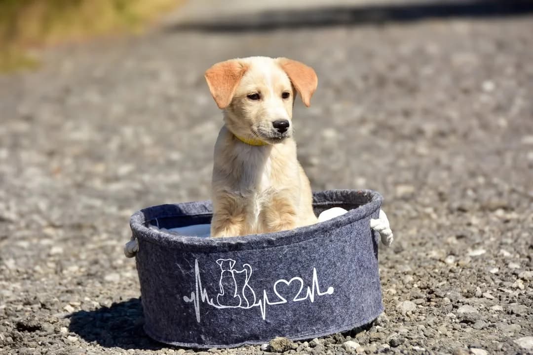 Rosie, female Mixed Breed for adoption at ÚVP Košice