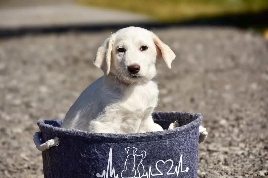 Ruby, female Mixed Breed for adoption at ÚVP Košice