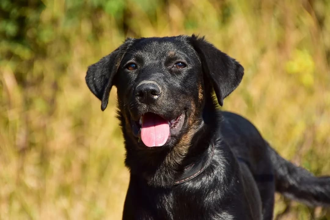 Ruth, female Mixed Breed for adoption at ÚVP Košice