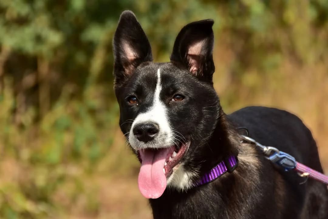 Tinka, female Mixed Breed for adoption at ÚVP Košice