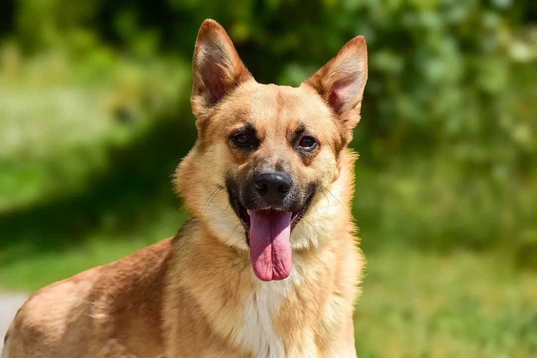 Torro, male puppy Mixed Breed for adoption at ÚVP Košice
