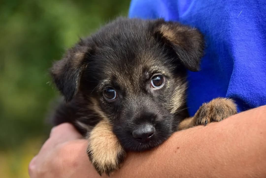 Vivi, female Mixed Breed for adoption at ÚVP Košice