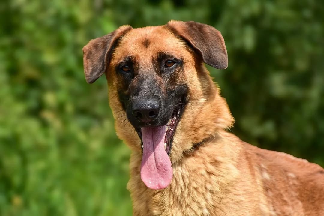 Wandal, male Mixed Breed for adoption at ÚVP Košice