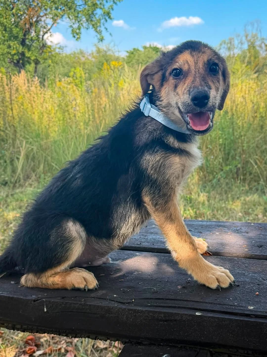 Zachary, male puppy Mixed Breed for adoption at ÚVP Košice