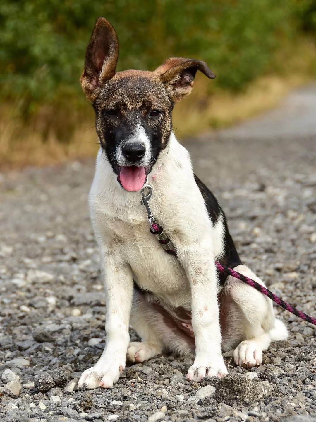 Zoe, female Mixed Breed for adoption at ÚVP Košice