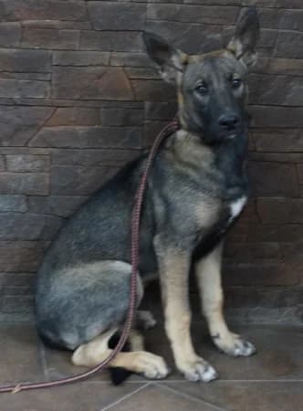 Anna, puppy mixed breed for adoption at OZ Veselá labka, Hurbanovo