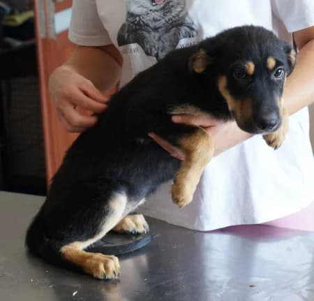 Baja, puppy Mixed Breed for adoption at OZ Veselá labka, Hurbanovo
