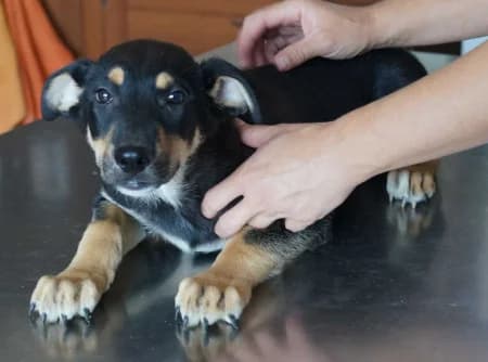 Barney, puppy Mixed Breed for adoption at OZ Veselá labka, Hurbanovo