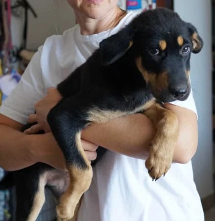 Bella, puppy Mixed Breed for adoption at OZ Veselá labka, Hurbanovo