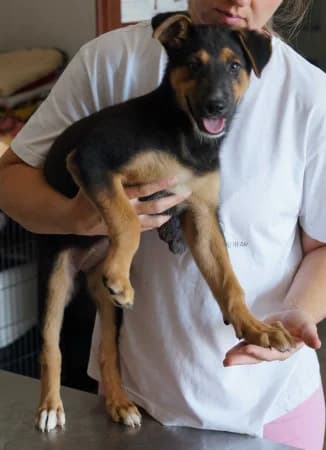 Bianca - rezervovaná (TD), puppy Mixed Breed for adoption at OZ Veselá labka, Hurbanovo