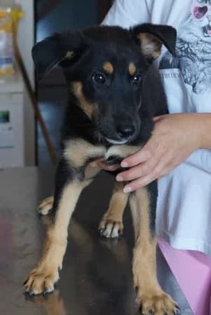 Bravo, puppy Mixed Breed for adoption at OZ Veselá labka, Hurbanovo