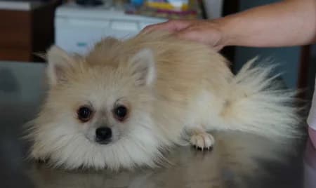 Calypso, male young Mixed Breed for adoption at OZ Veselá labka, Hurbanovo