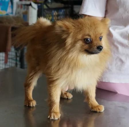 Carlos, male young Mixed Breed for adoption at OZ Veselá labka, Hurbanovo