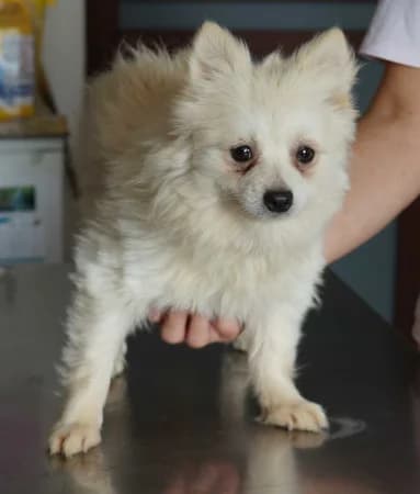 Chibo, male young Mixed Breed for adoption at OZ Veselá labka, Hurbanovo