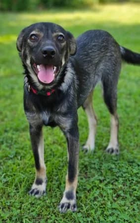 Chicco, puppy Mixed Breed for adoption at OZ Veselá labka, Hurbanovo