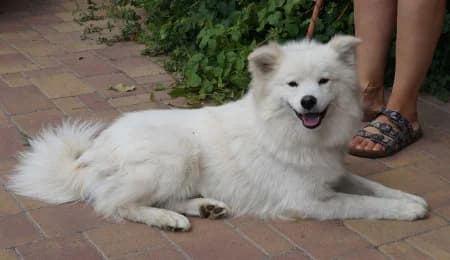 Falco - rezervovaný (TD), male puppy mixed breed for adoption at OZ Veselá labka, Hurbanovo