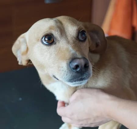 Kami, male 4yo Mixed Breed for adoption at OZ Veselá labka, Hurbanovo
