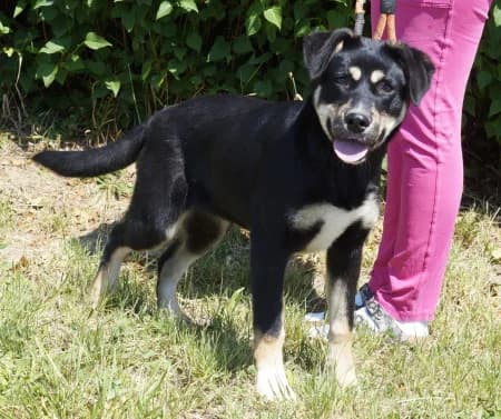 Kitti, young Mixed Breed for adoption at OZ Veselá labka, Hurbanovo