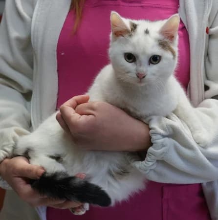 Masako, female young Mixed Breed for adoption at OZ Veselá labka, Hurbanovo