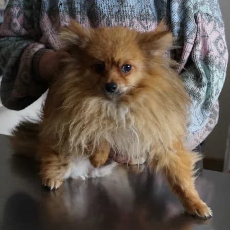 Mathias - rezervovaný (YH), male young Mixed Breed for adoption at OZ Veselá labka, Hurbanovo