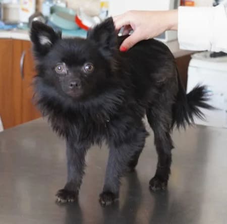 Maxiq - rezervovaný (YH), male young Mixed Breed for adoption at OZ Veselá labka, Hurbanovo