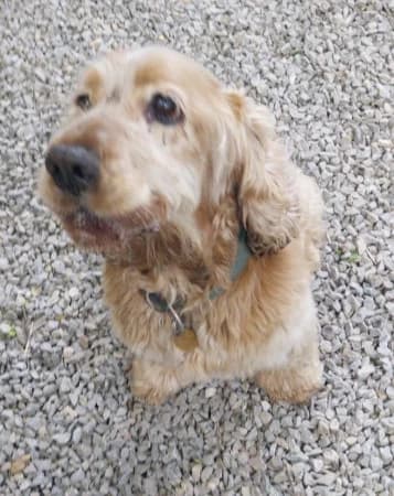 Mazsi, male 5yo Mixed Breed for adoption at OZ Veselá labka, Hurbanovo