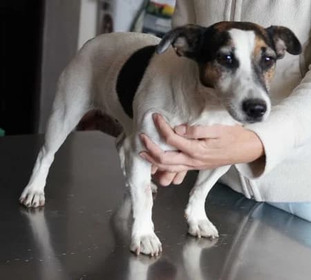 Pipacs, female 3yo Jack Russell Terrier for adoption at OZ Veselá labka, Hurbanovo