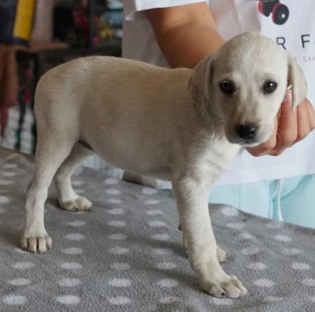 Rebekka - rezervovaná (TD), puppy Mixed Breed for adoption at OZ Veselá labka, Hurbanovo