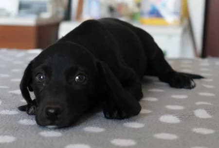 Regina, puppy Mixed Breed for adoption at OZ Veselá labka, Hurbanovo