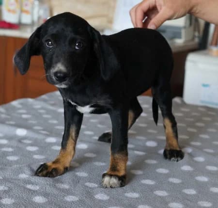 Reina, puppy Mixed Breed for adoption at OZ Veselá labka, Hurbanovo