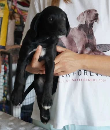 Ringo, puppy Mixed Breed for adoption at OZ Veselá labka, Hurbanovo