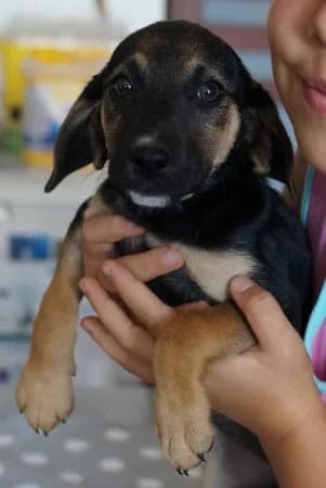 Rinka, puppy Mixed Breed for adoption at OZ Veselá labka, Hurbanovo
