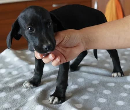 Roxana, puppy Mixed Breed for adoption at OZ Veselá labka, Hurbanovo