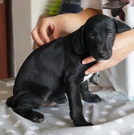 Ryan, puppy Mixed Breed for adoption at OZ Veselá labka, Hurbanovo