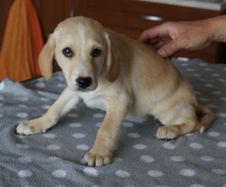Ryujin - rezervovaná (TD), puppy Mixed Breed for adoption at OZ Veselá labka, Hurbanovo