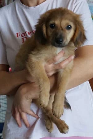 Sammy, puppy Mixed Breed for adoption at OZ Veselá labka, Hurbanovo